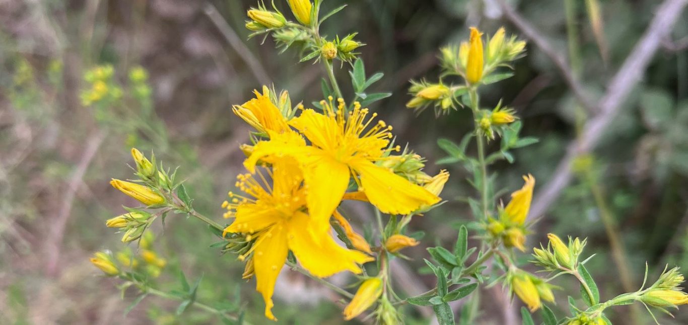 Millepertuis perforé en fleur Fleurs jaunes d'or de millepertuis aux nombreuses étamines (Hypericum perforatum) ou Herbe de la Saint-Jean parmi des feuilles vertes.