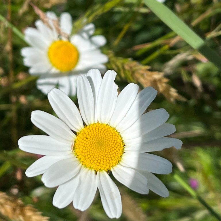 Marguerite commune Fleurs de marguerite blanches avec un cœur jaune sur un fond de végétation verte.