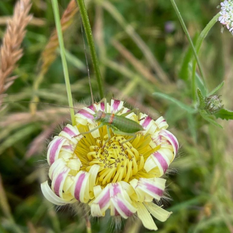 Urosperme de Daléchamps ou Lampistrelle commune Urosperme de Daléchamps ou Lampistrelle commune (Urospermum dalechampii) est une espèce de plante à fleurs de la famille des Asteraceae