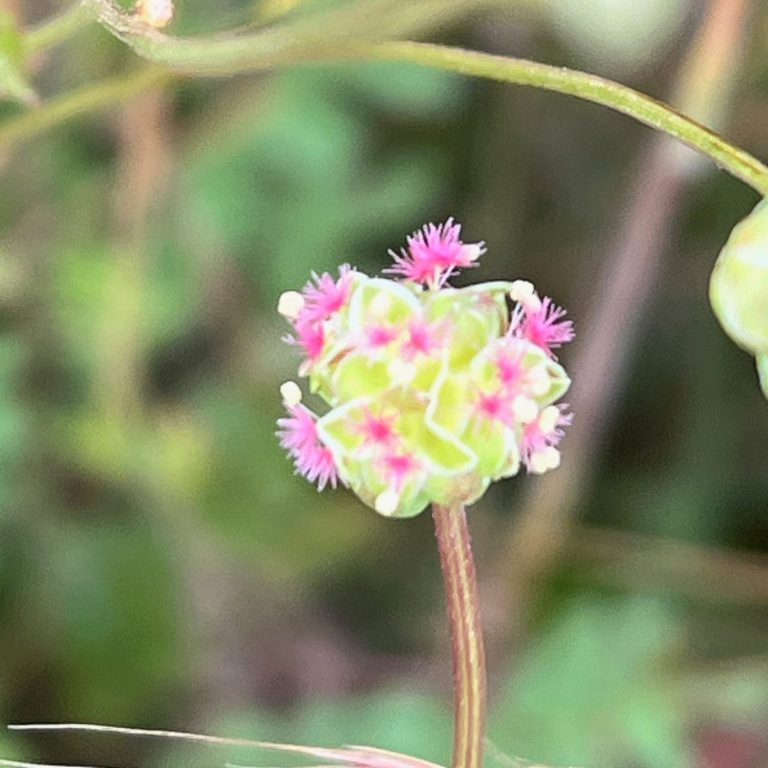 Pimprenelle en fleur Fleur colorée de pimprenelle (Sanguisorba) rose et verte entourée de feuilles floues. famille des rosacées.