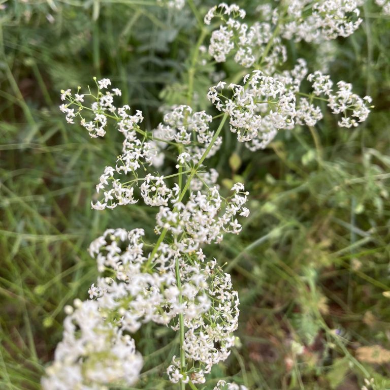 Gaillet blanc en grappe de fleurs blanches Fleurs blanches petites en grappe de gaillet blanc (Galium album) entourées de verdure.