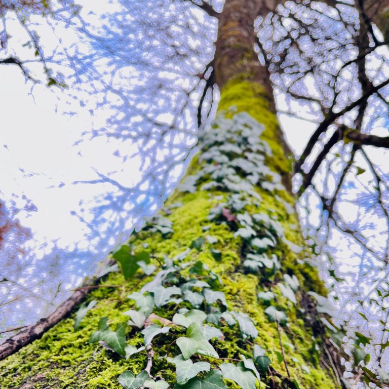 Ecorce de chêne habillée de mousse et de lierre Tronc d'arbre recouvert de mousse et de lierre, vue en contre-plongée.