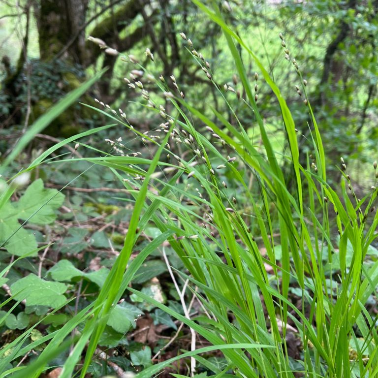 Mélique, graminée Herbe verte haute, la graminée melique, Melica uniflora, poussant au milieu de feuillage dans une forêt en sous bois.