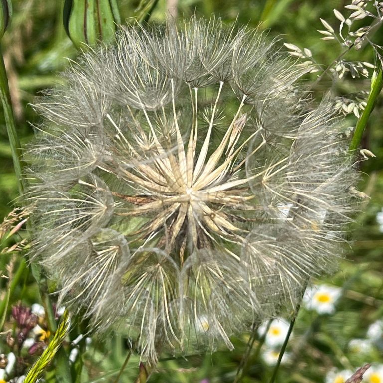 Pappus soyeux du Salsifi des près Salsifi des près (Tragopogon pratensis) infrutescence spherique habillée d'aigrettes de soies plumeuse